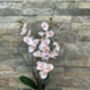 White Mini Artificial Silk Orchid Flower Arrangement Mothers Day Gift, thumbnail 5 of 6