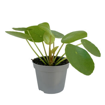 Chinese Money Plant In 6cm Decorative Pot, 2 of 3