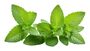 Mint Plants 'Peppermint', thumbnail 1 of 8