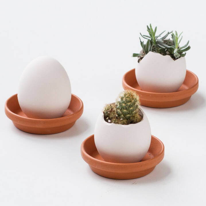 Grow Your Own Plant From An Egg, 1 of 4