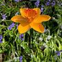 Cast Iron Daffodil Bird Feeder Garden Ornament, thumbnail 6 of 7