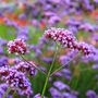 Happy Mothers Day Cottage Garden Seed Kit, thumbnail 7 of 10