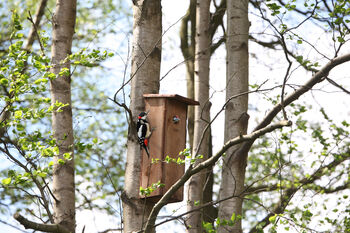 Handcrafted Woodpecker Nesting Box – Fsc Pinewood Wooden, 5 of 12