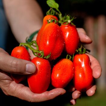 Heritage Tomato San Marzano Two X 9cm Pots, 4 of 5