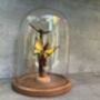 28cm Glass Display Cloche Dome – Bell Jar, thumbnail 6 of 9