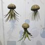 Jellyfish Floating Airplant Gift For Plant Lover, thumbnail 1 of 8