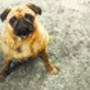 Howler And Scratch Shaggy Washable Pet Range, thumbnail 7 of 7