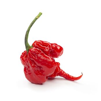 Chilli Plants 'Carolina Reaper' 1x Plant In 9cm Pot, 6 of 9