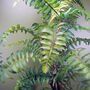 70cm Artificial Tree Fern With Decorative Planter, thumbnail 3 of 3