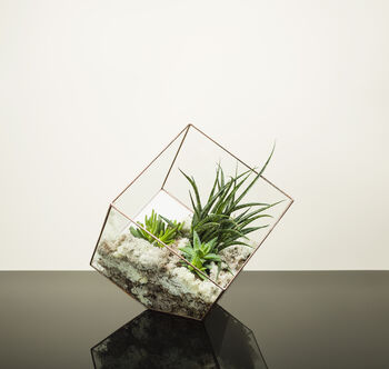 Branded Corporate Gift Large Cube Terrarium Plant, 2 of 4