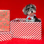 Santa's Little Helper Dog Elf Bandana, thumbnail 3 of 5
