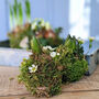 Fresh Hyacinth Kokodama Moss Spring Bulbs, Set Of Two, thumbnail 1 of 8