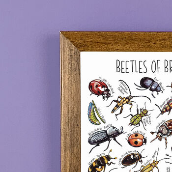 Beetles Of Britain Wildlife Print, 6 of 9