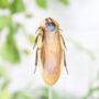 Giant Cave Cockroach Insect Entomology Taxidermy Bell Jar, thumbnail 2 of 4