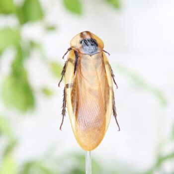 Giant Cave Cockroach Insect Entomology Taxidermy Bell Jar, 2 of 4