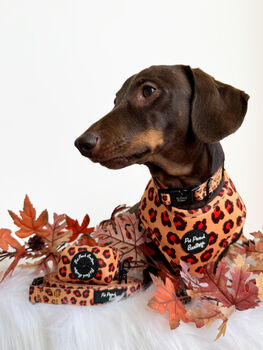 Spiced Honey Leopard Dog Collar, 4 of 4