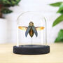 False Eyed Jewel Beetle Insect Bug Entomology Taxidermy Bell Jar, thumbnail 1 of 3