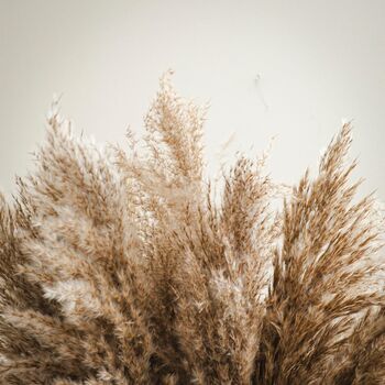Artificial Large Pampas Flowers 12pc Set, 5 of 5