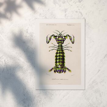 Giant Mantis Shrimp Print, Seafood Art Poster, 3 of 8