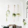 Pack Of Two Cotton Rope Macrame Hanging Planters, thumbnail 2 of 4