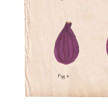 Botanical Humorous Fig Print, 7 of 7