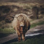 Highland Cow Photograph, thumbnail 2 of 4