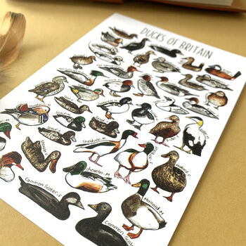 Ducks Of Britain Watercolour Postcard, 5 of 12