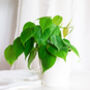 Philodendron Scandens Sweetheart Plant 15cm Hanging Pot, thumbnail 2 of 5