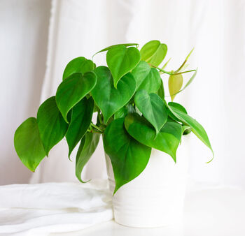 Philodendron Scandens Sweetheart Plant 15cm Hanging Pot, 2 of 5