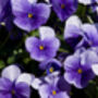 Pansy 'Lavender Surprise' 20 X Full Plant Pack, thumbnail 4 of 6