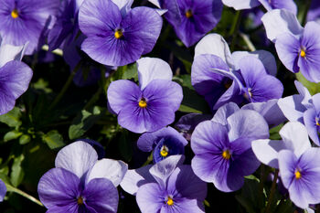 Pansy 'Lavender Surprise' 20 X Full Plant Pack, 4 of 6