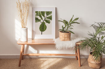 Fiddle Fig Ficus Plant Illustrated A4 Art Print, 4 of 12