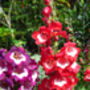 Penstemon 'Arabesque Mix' Three Plants In 10.5cm Pots, thumbnail 2 of 7