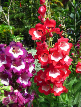 Penstemon 'Arabesque Mix' Three Plants In 10.5cm Pots, 2 of 7