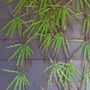100cm Artificial Hanging Acer Spider Plant, thumbnail 2 of 4