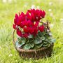 Winter Flower Cyclamen Rouge Six Plants In 10.5cm Pot, thumbnail 5 of 5