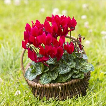 Winter Flower Cyclamen Rouge Six Plants In 10.5cm Pot, 5 of 5