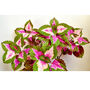 Gardening Gift. Grow Your Own Rainbow Coleus, thumbnail 3 of 4