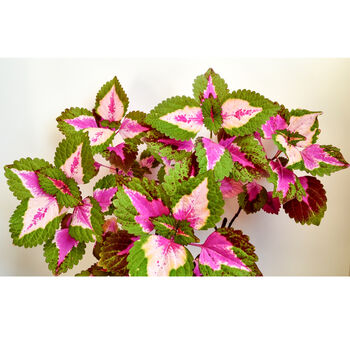 Gardening Gift. Grow Your Own Rainbow Coleus, 3 of 4