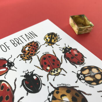 Ladybirds Of Britain Illustrated Postcard, 7 of 12