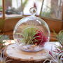Red Diy Hanging Air Plant Terrarium Kit For Plant Lover, thumbnail 1 of 4