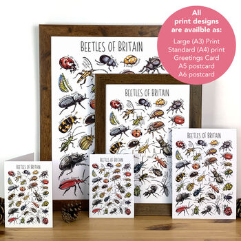 Beetles Of Britain Wildlife Print, 2 of 9