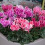 Cyclamen Flame Mixed 12 Plants Garden Ready Packs, thumbnail 2 of 5