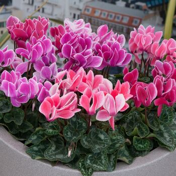 Cyclamen Flame Mixed 12 Plants Garden Ready Packs, 2 of 5
