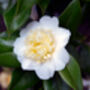 Peony Plants, thumbnail 3 of 7
