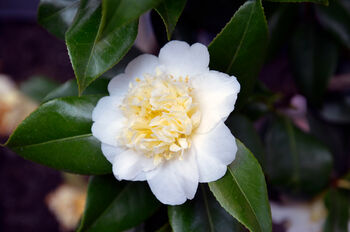 Peony Plants, 3 of 7