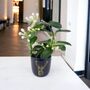 Stephanotis Jasmine Hoop In Blue Ceramic Gift Pot, thumbnail 1 of 2
