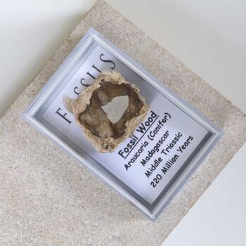 Fossil Wood Slice Araucaria Conifer, 7 of 10