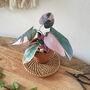 Mini Philodendron Pink Princess Potted Paper Plant, thumbnail 1 of 6
