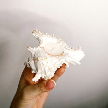 Shell Candle, 3 of 6